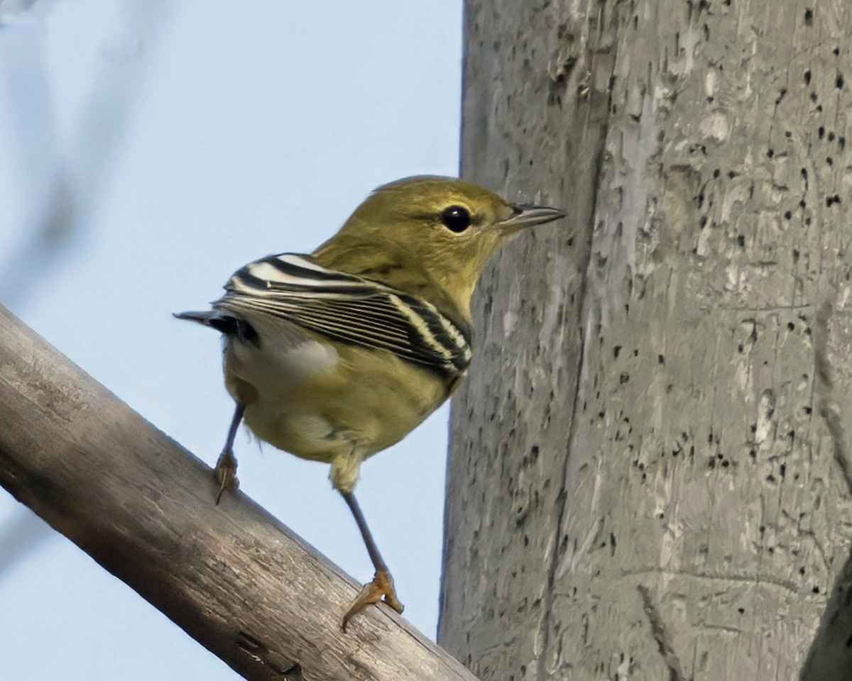 Blackpoll Warbler - ML641255009