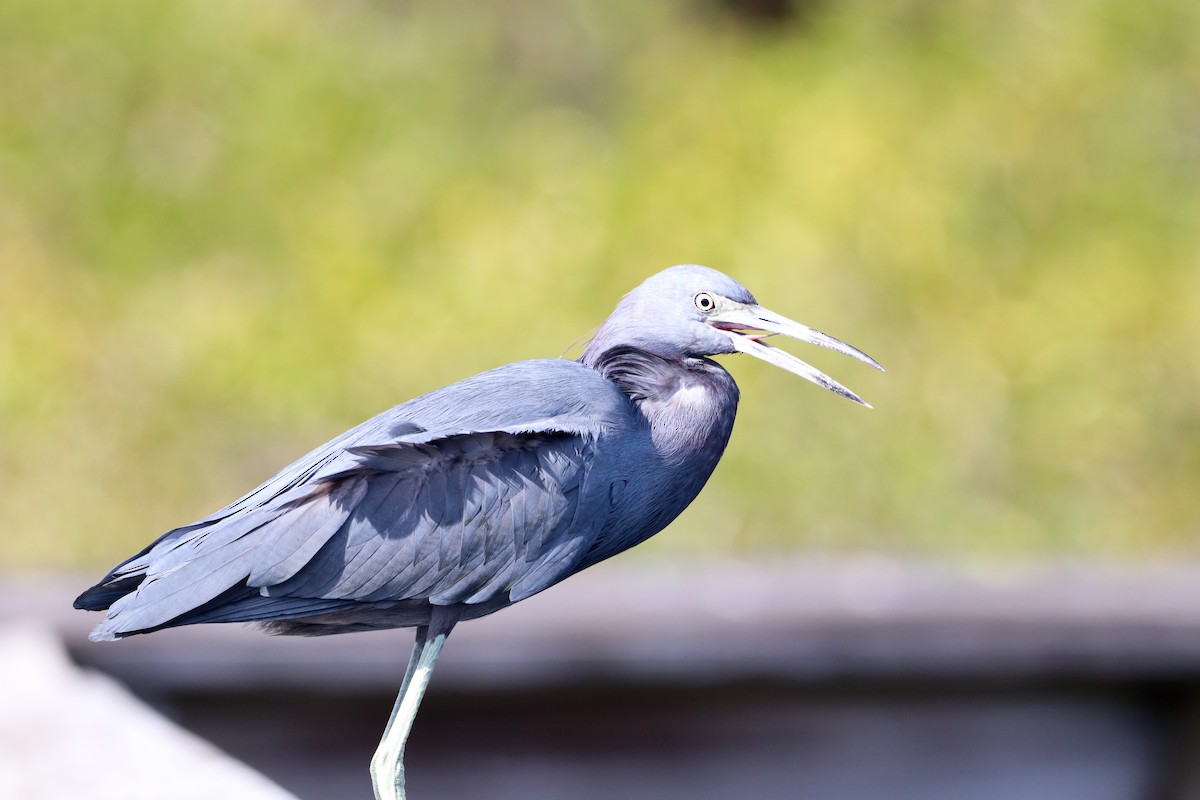 Little Blue Heron - ML641255013