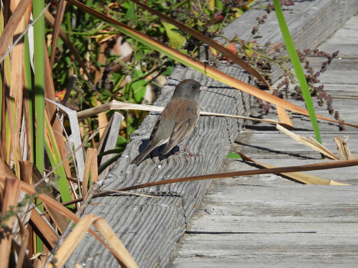 Dark-eyed Junco - ML641255044