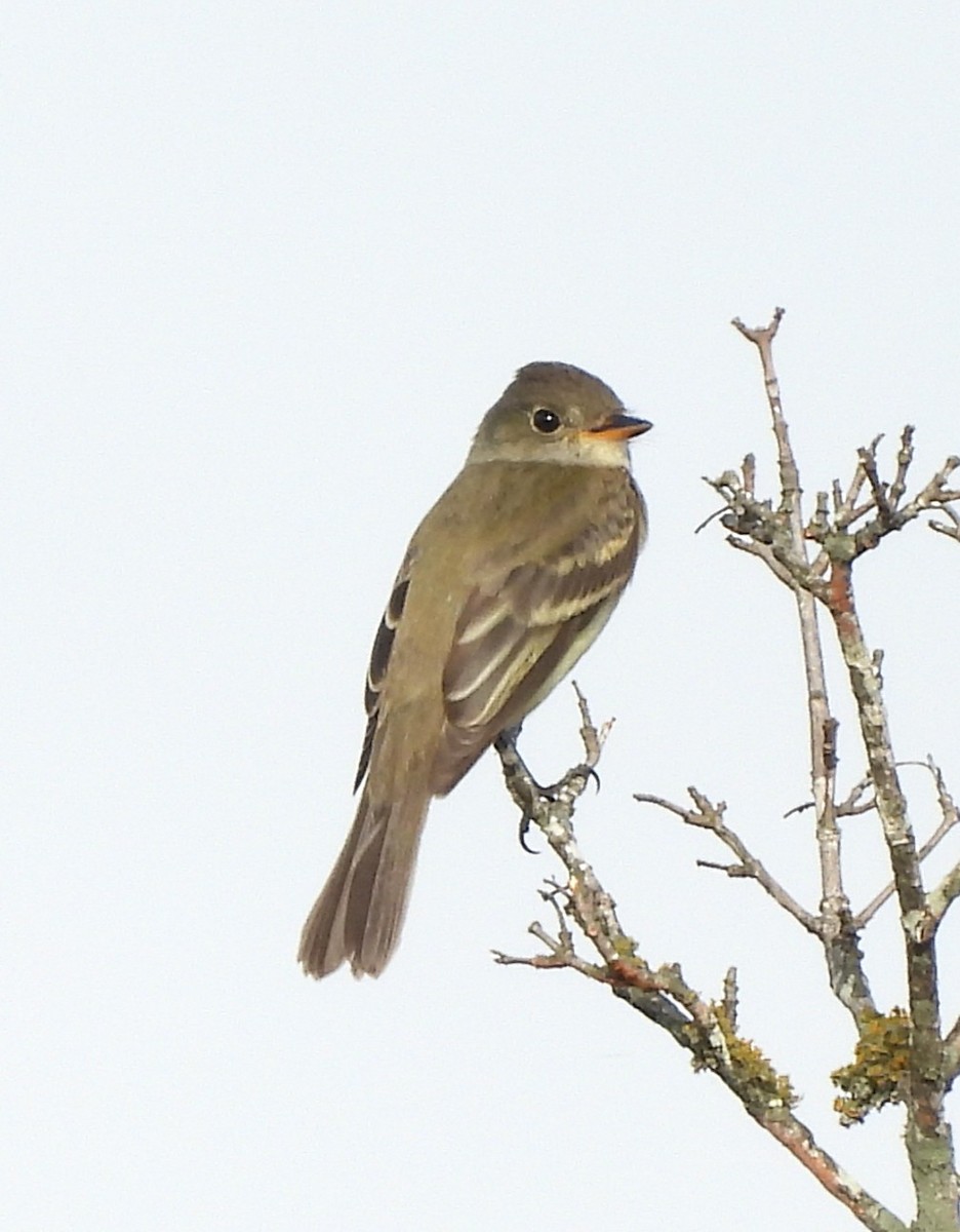 Willow Flycatcher - ML641255051