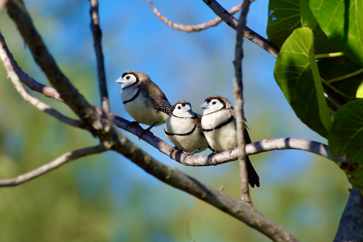 Double-barred Finch - ML641255055