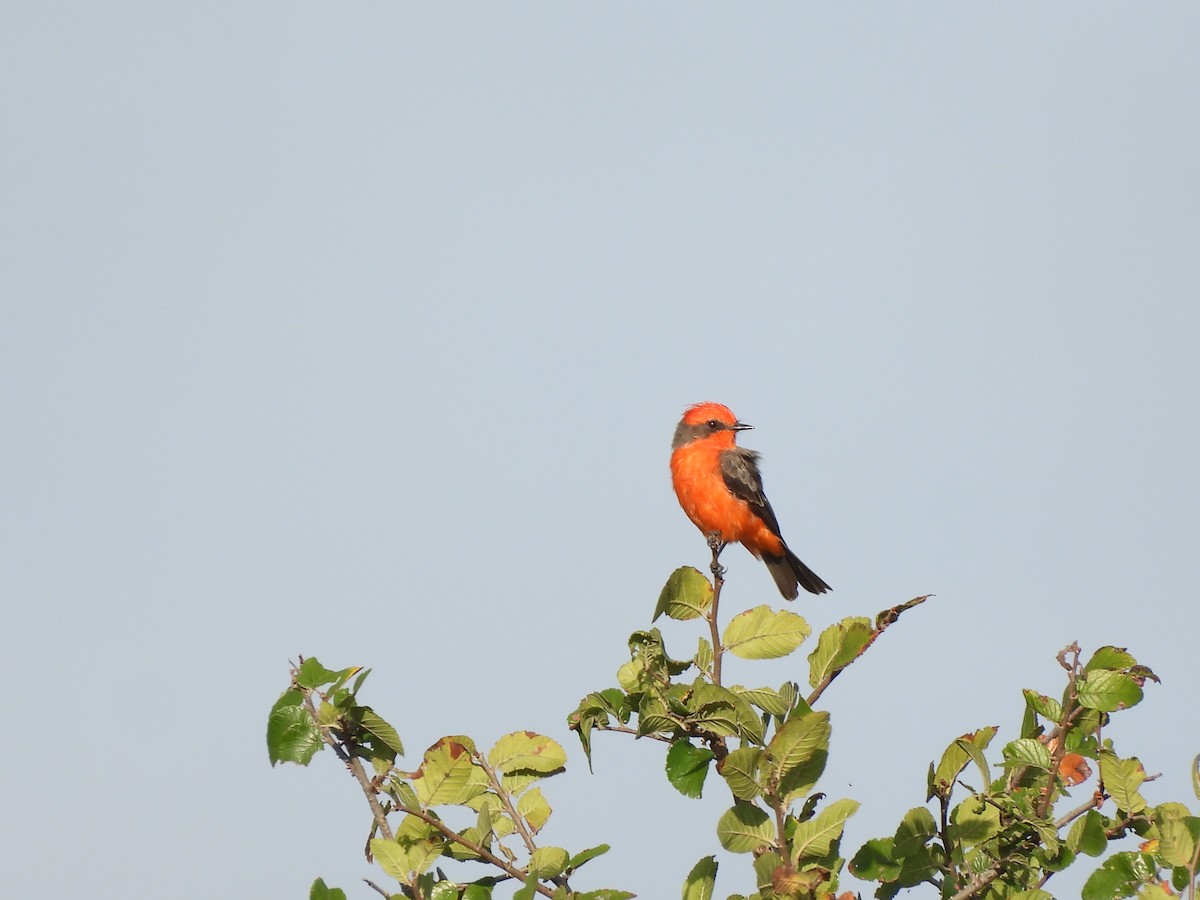Vermilion Flycatcher - ML641255084