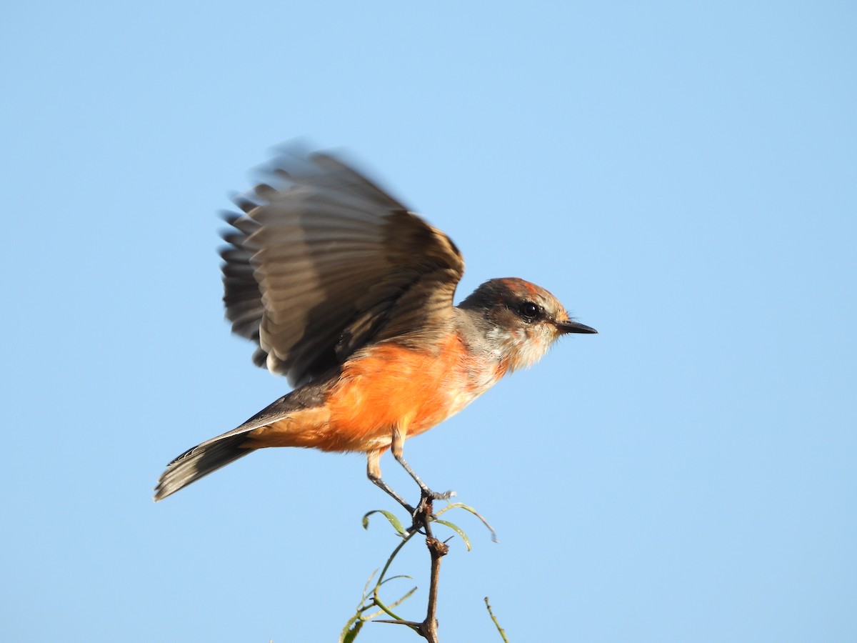 Vermilion Flycatcher - ML641255085
