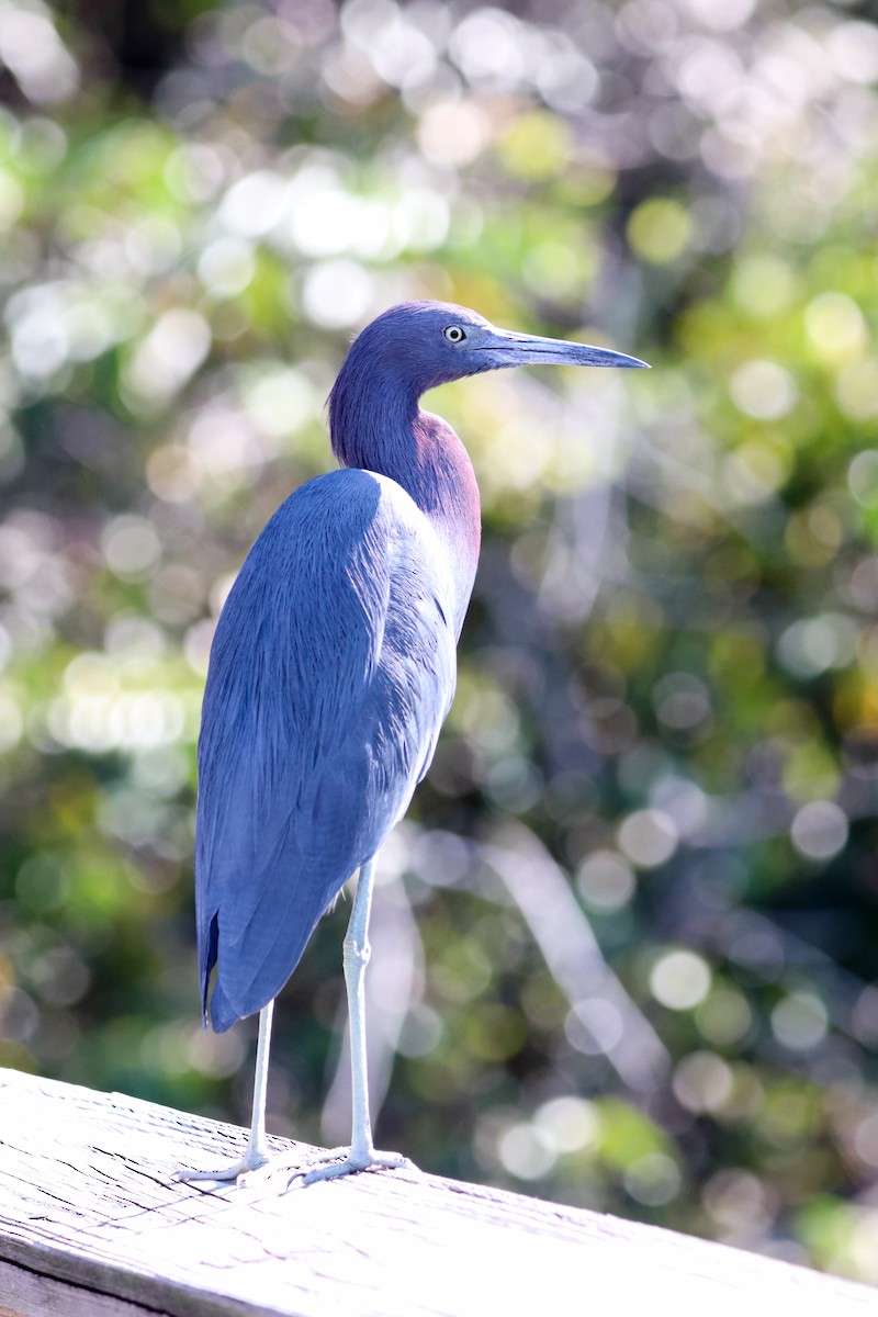 Little Blue Heron - ML641255102
