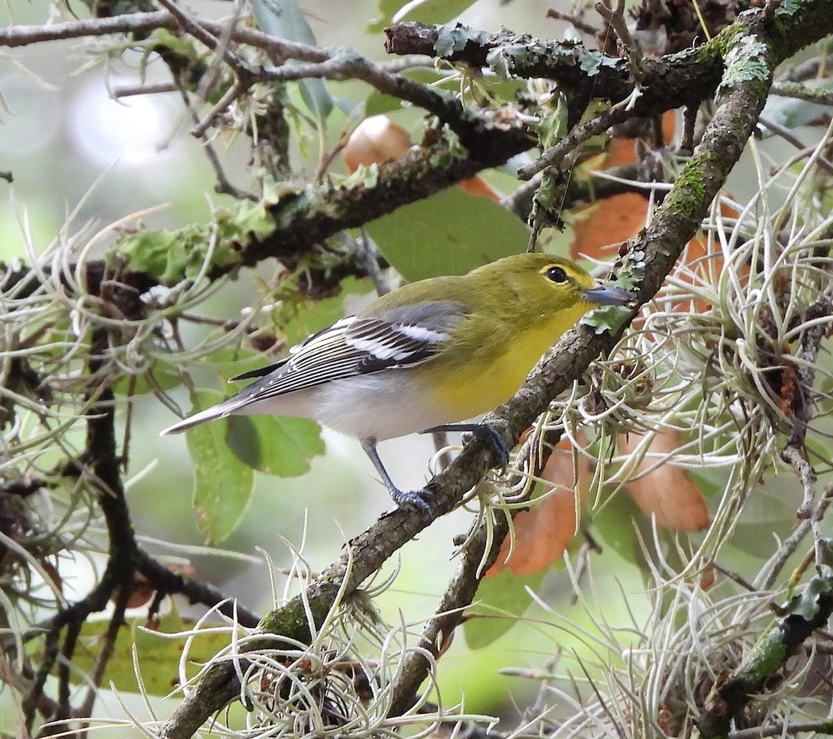 Yellow-throated Vireo - ML641255155