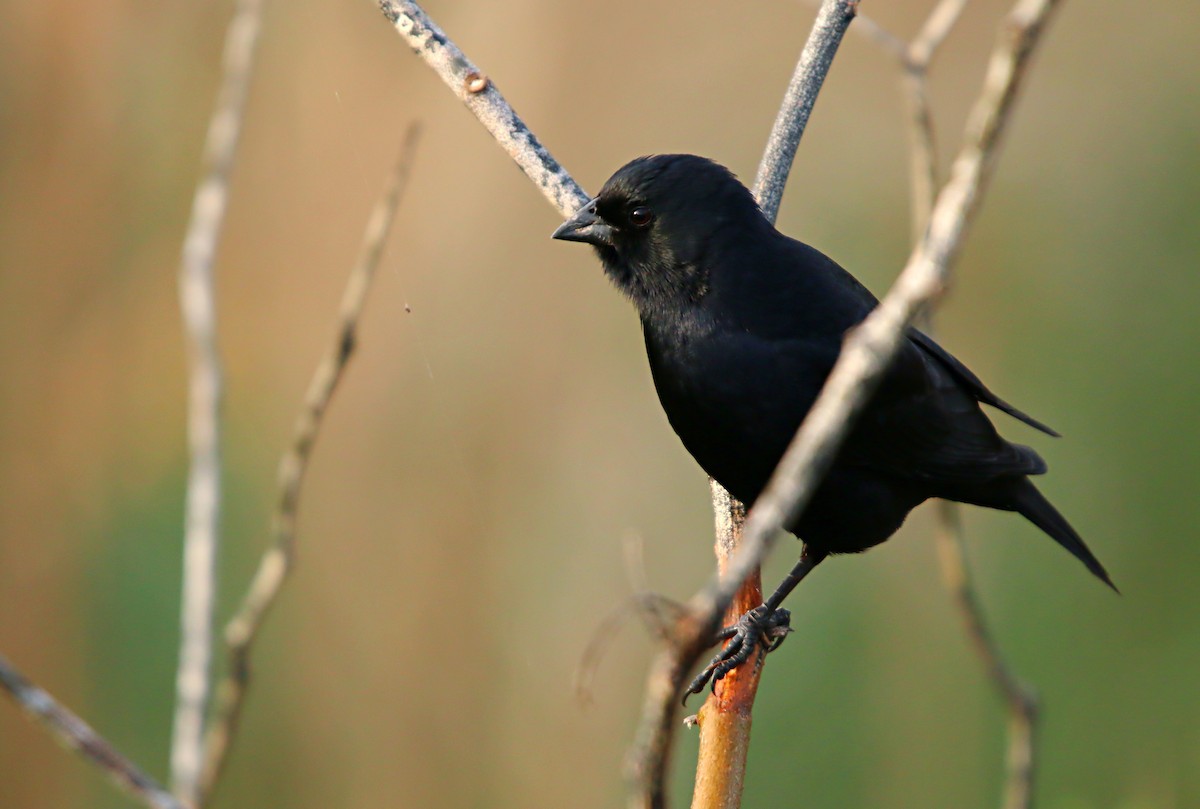 Screaming Cowbird - ML641255208