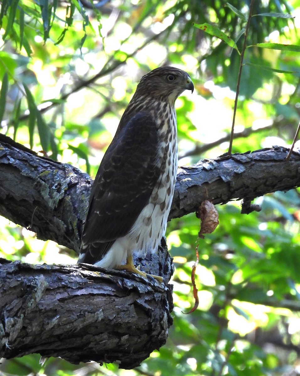 Cooper's Hawk - ML641255289