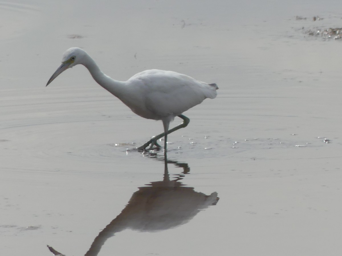 Little Blue Heron - ML641255333