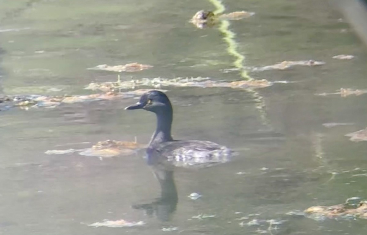 potápka nejmenší - ML641255348