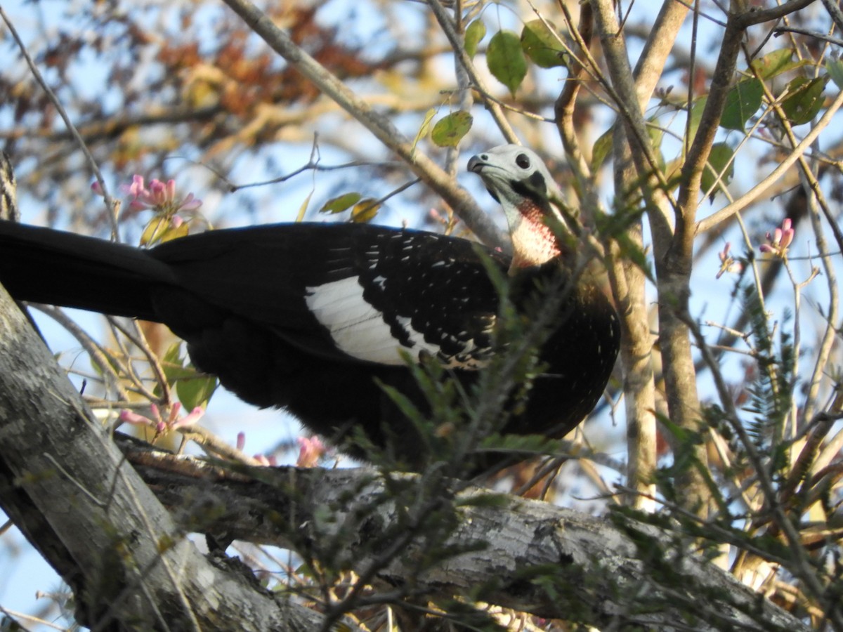 Red-throated Piping-Guan - ML641255362