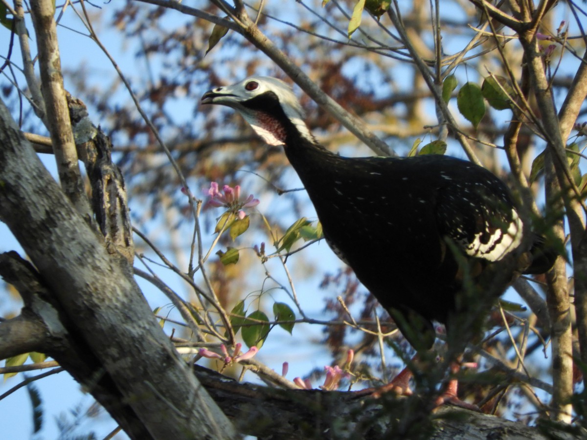 Red-throated Piping-Guan - ML641255363