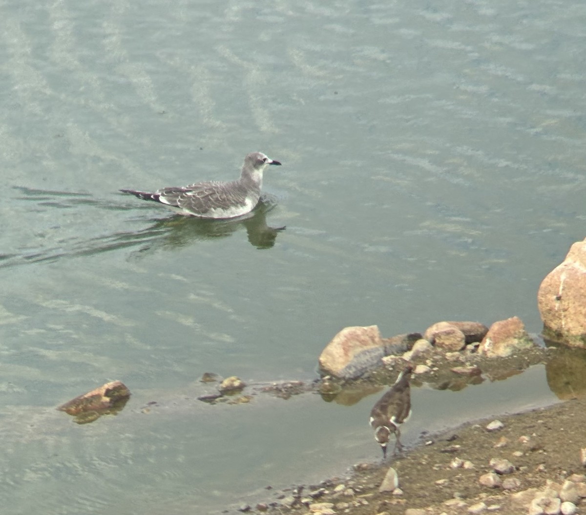 racek Sabinův - ML641255388