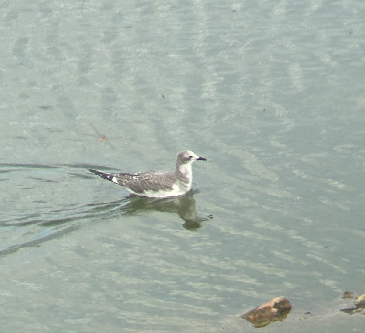 racek Sabinův - ML641255389