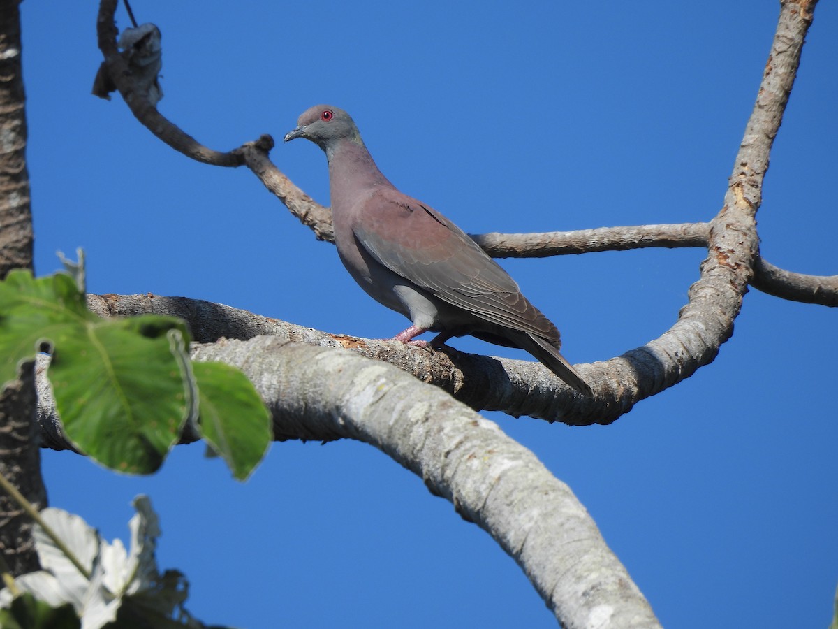 Pale-vented Pigeon - ML641255391
