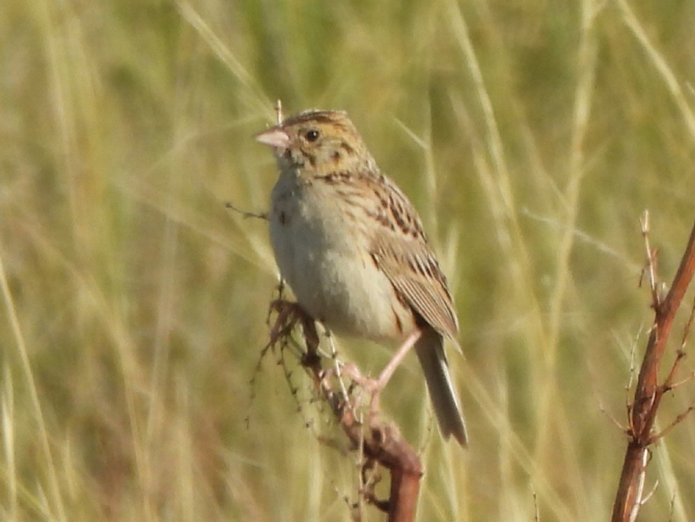 Baird's Sparrow - ML641255393