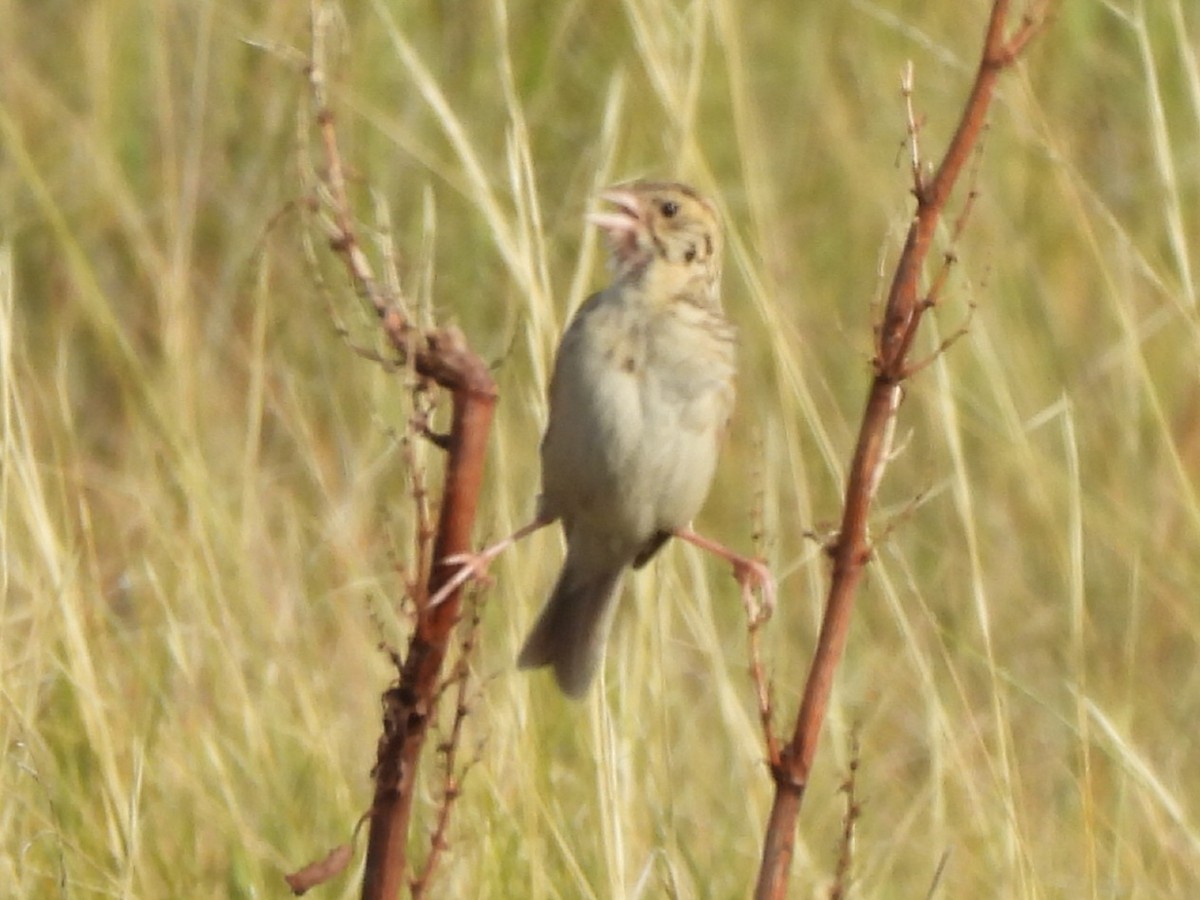 Baird's Sparrow - ML641255394