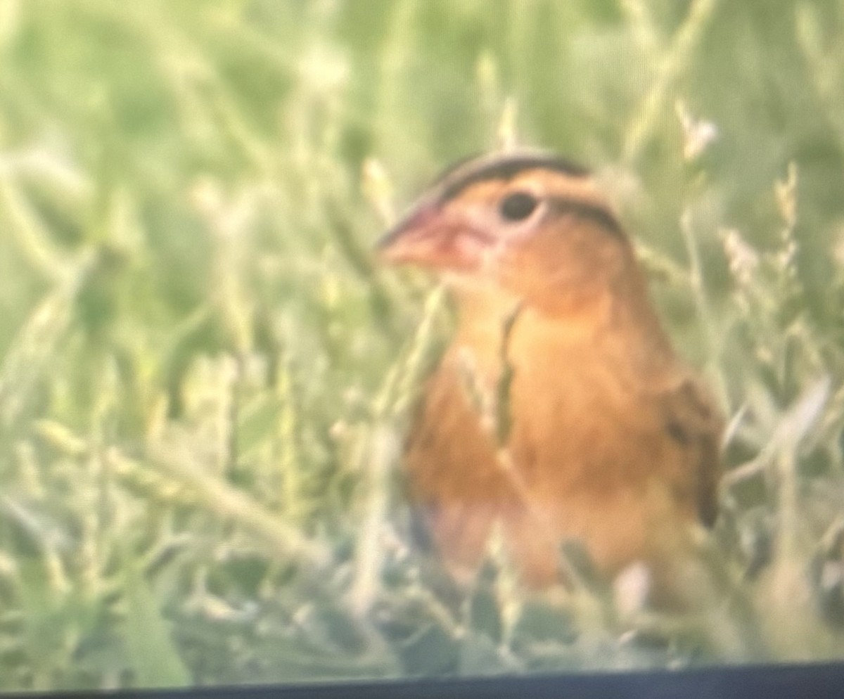 bobolink americký - ML641255463