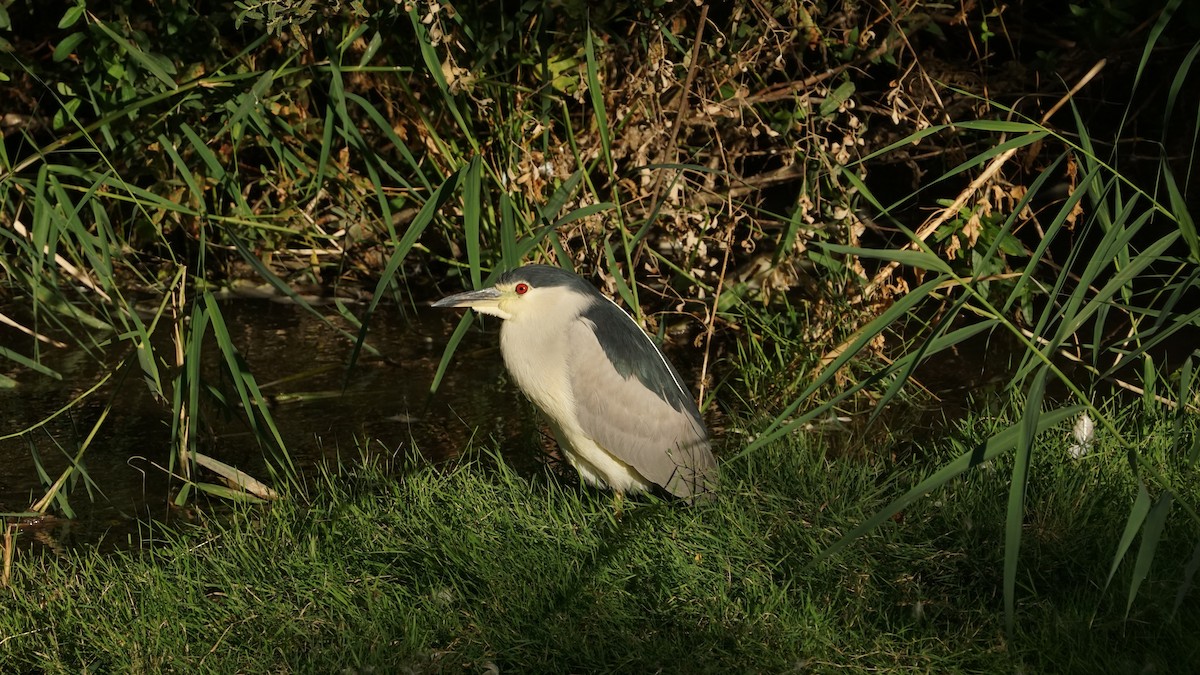 Black-crowned Night Heron - ML641255545