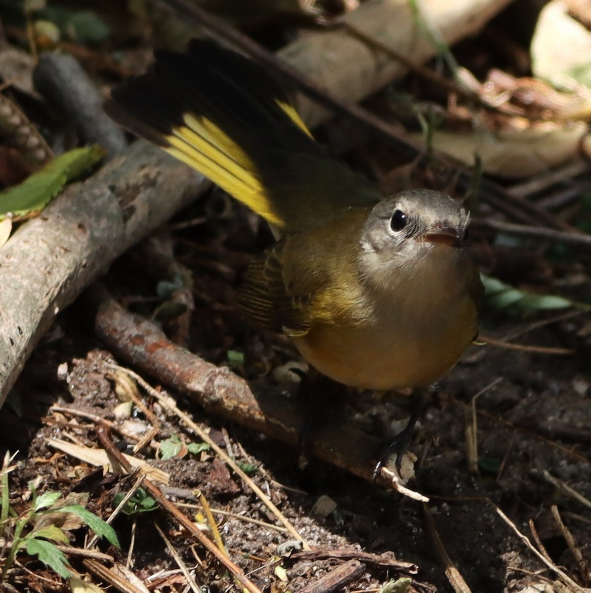 American Redstart - ML641255617