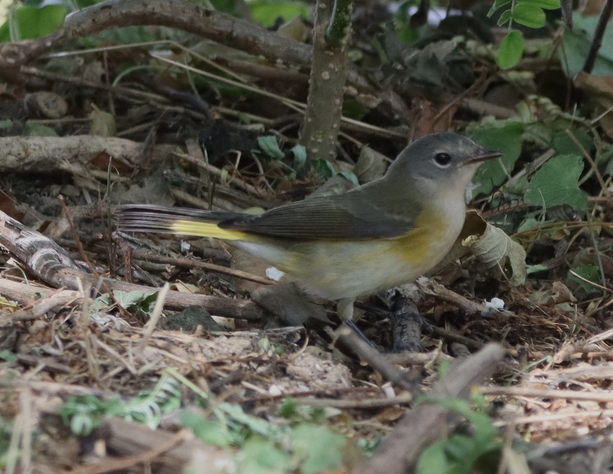American Redstart - ML641255637