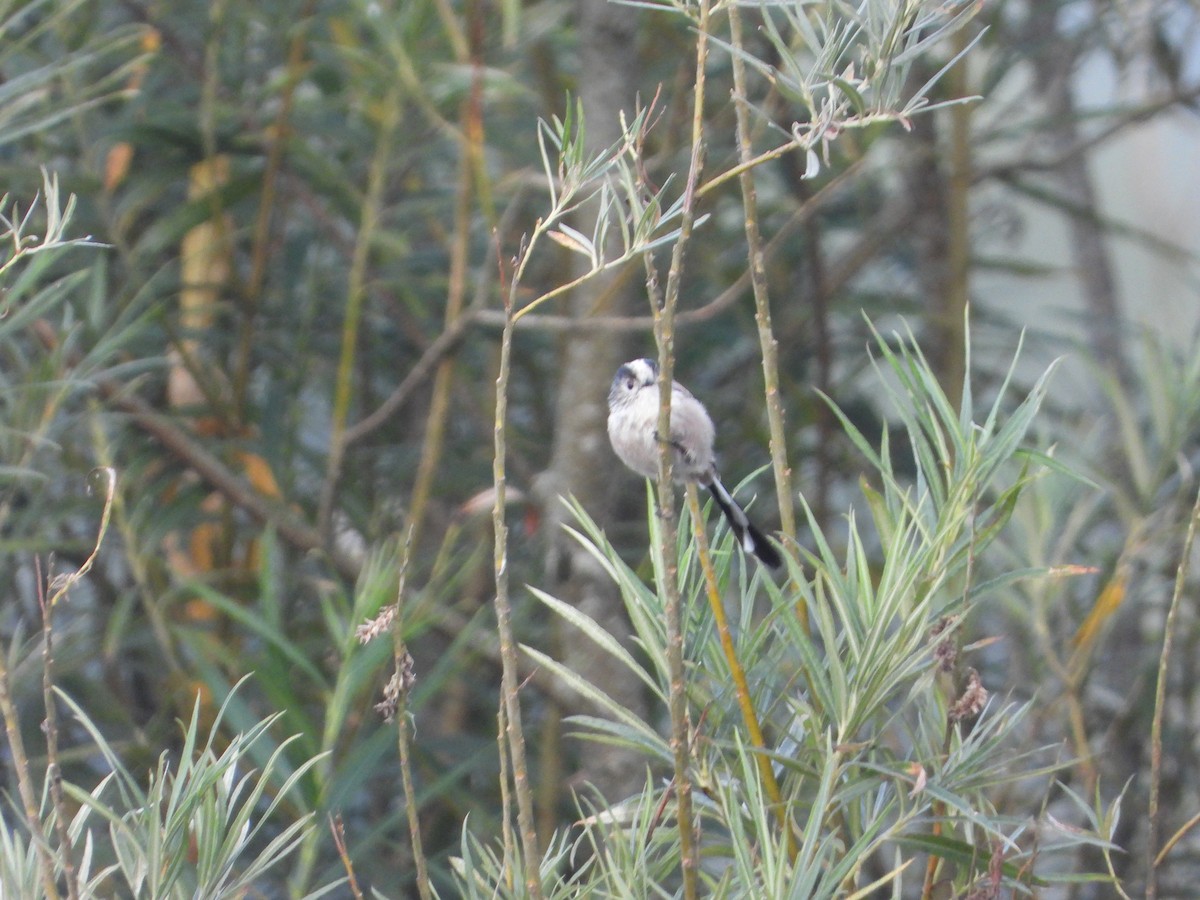 Long-tailed Tit - ML641255647