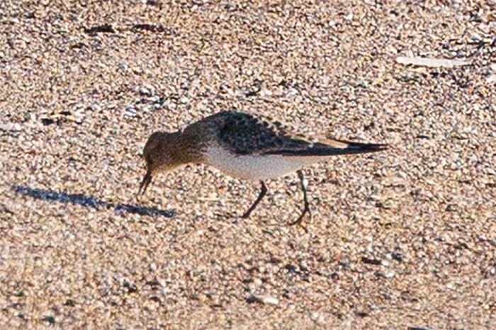 Baird's Sandpiper - ML641255668