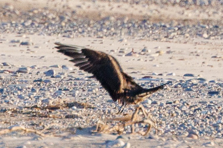 Long-tailed/Parasitic Jaeger - ML641255672