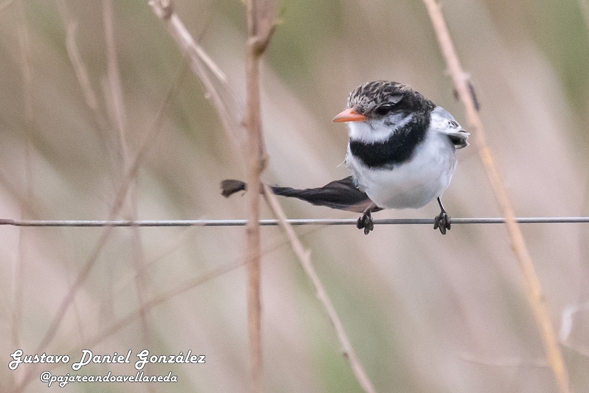 Strange-tailed Tyrant - ML641255721