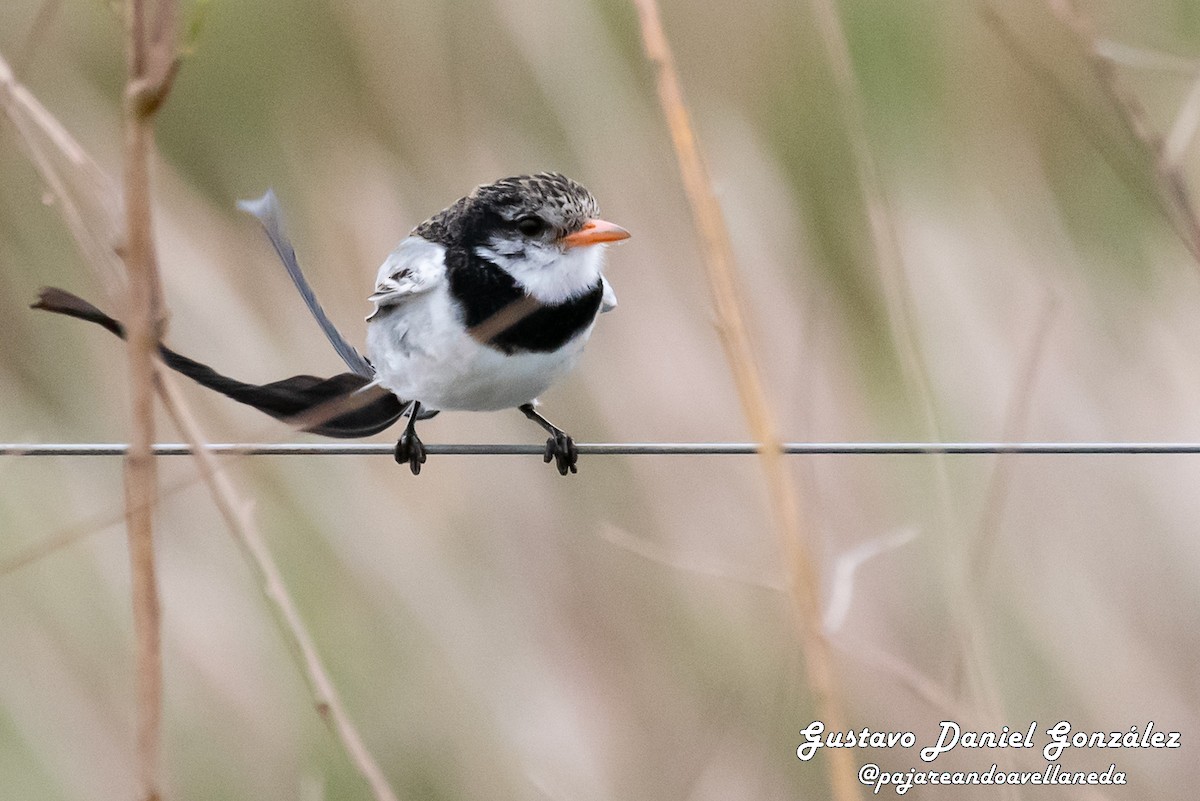 Strange-tailed Tyrant - ML641255722
