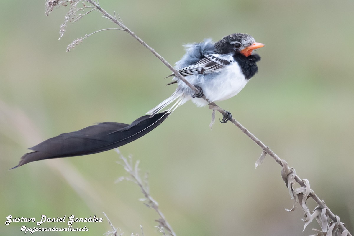 Strange-tailed Tyrant - ML641255724
