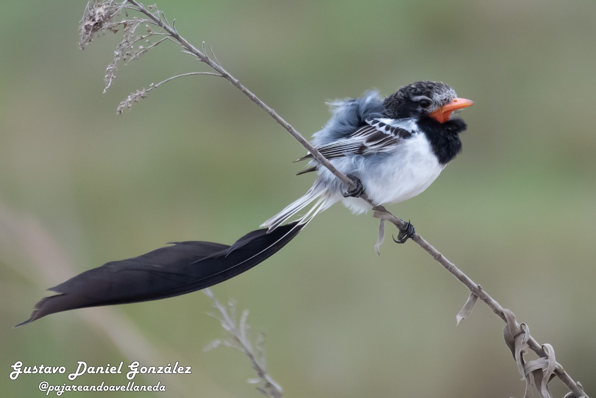Strange-tailed Tyrant - ML641255725
