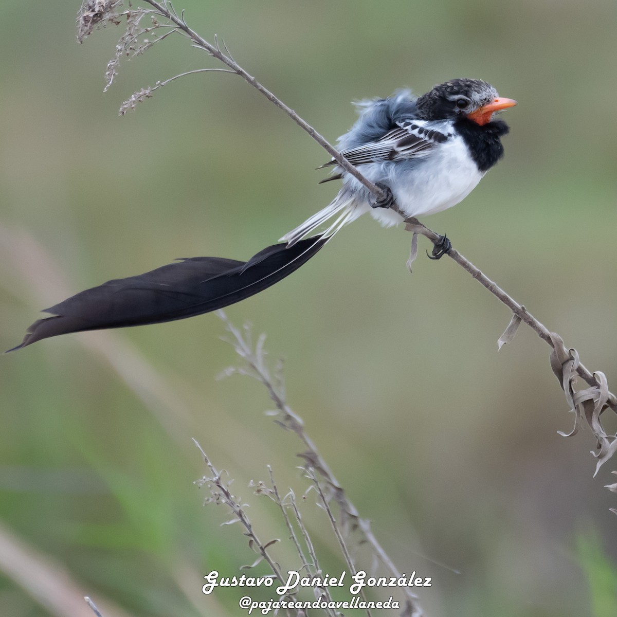 Strange-tailed Tyrant - ML641255726