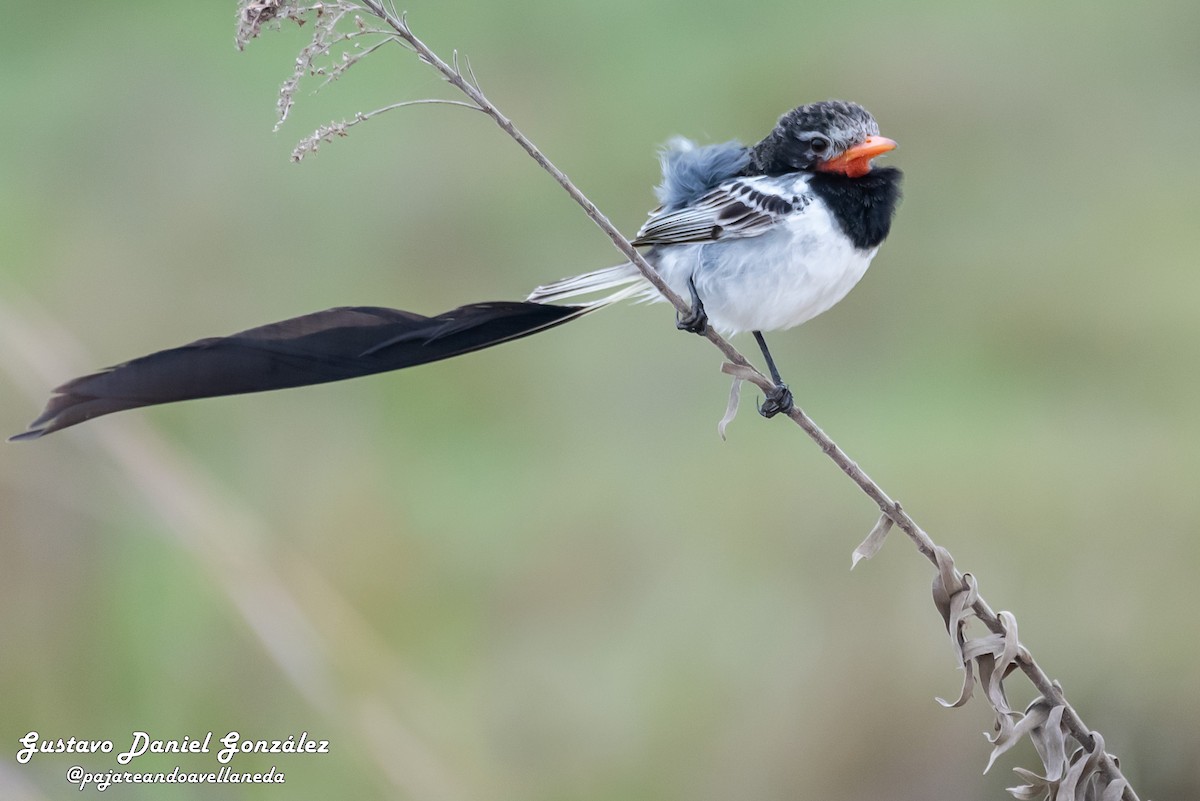 Strange-tailed Tyrant - ML641255727