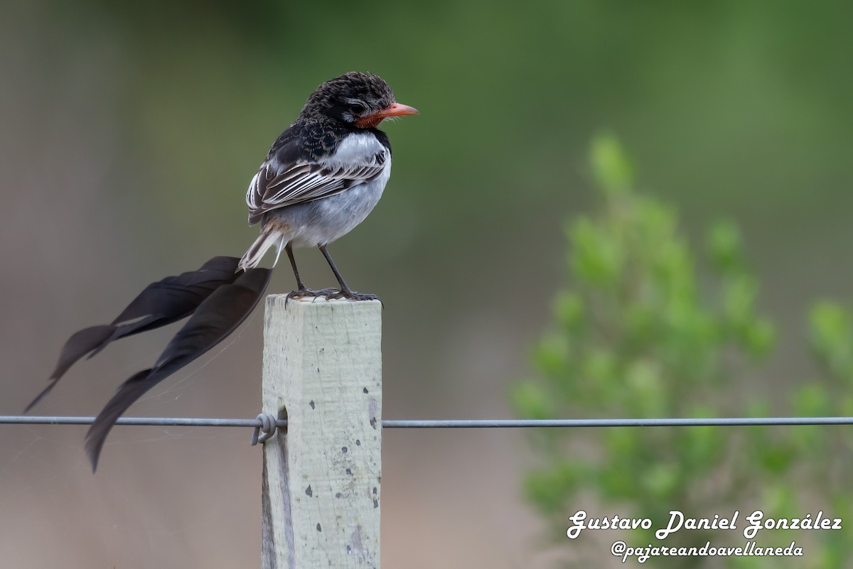 Strange-tailed Tyrant - ML641255728