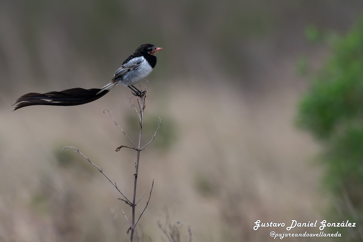 Strange-tailed Tyrant - ML641255729