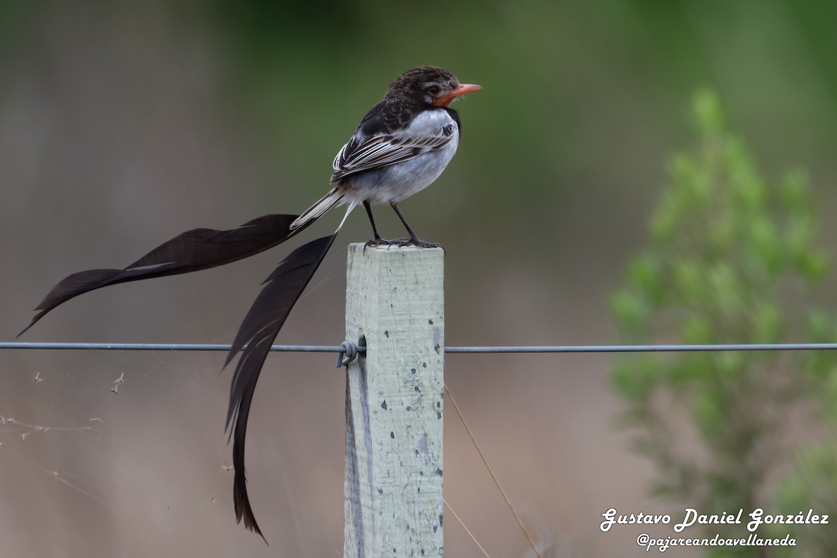 Strange-tailed Tyrant - ML641255730