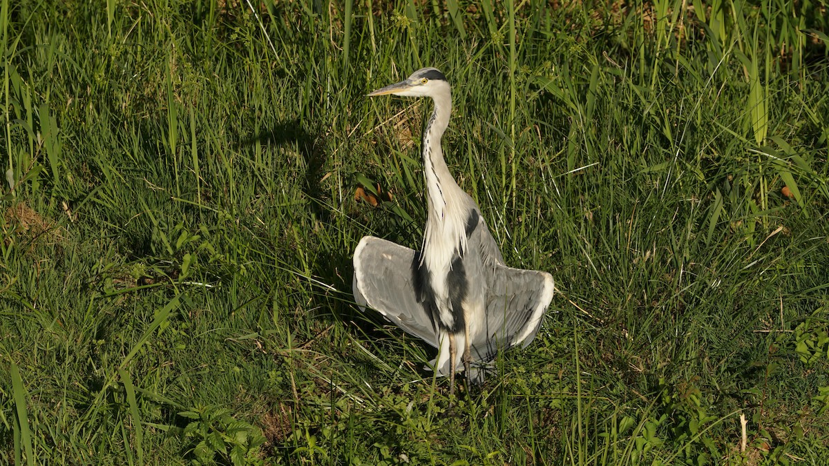 Gray Heron - ML641255737