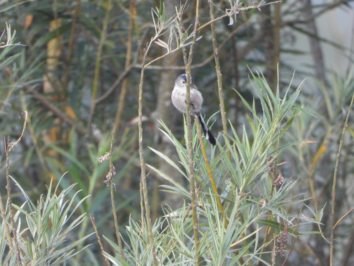 Long-tailed Tit - ML641255743