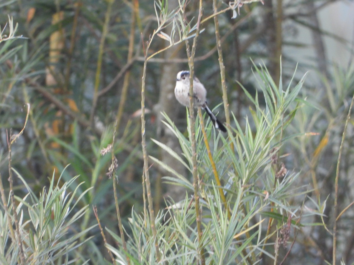 Long-tailed Tit - ML641255750