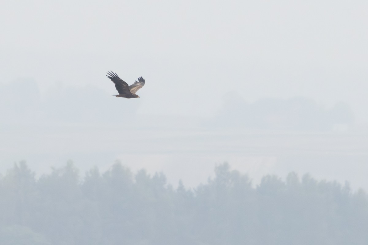 Schreiadler - ML641255757