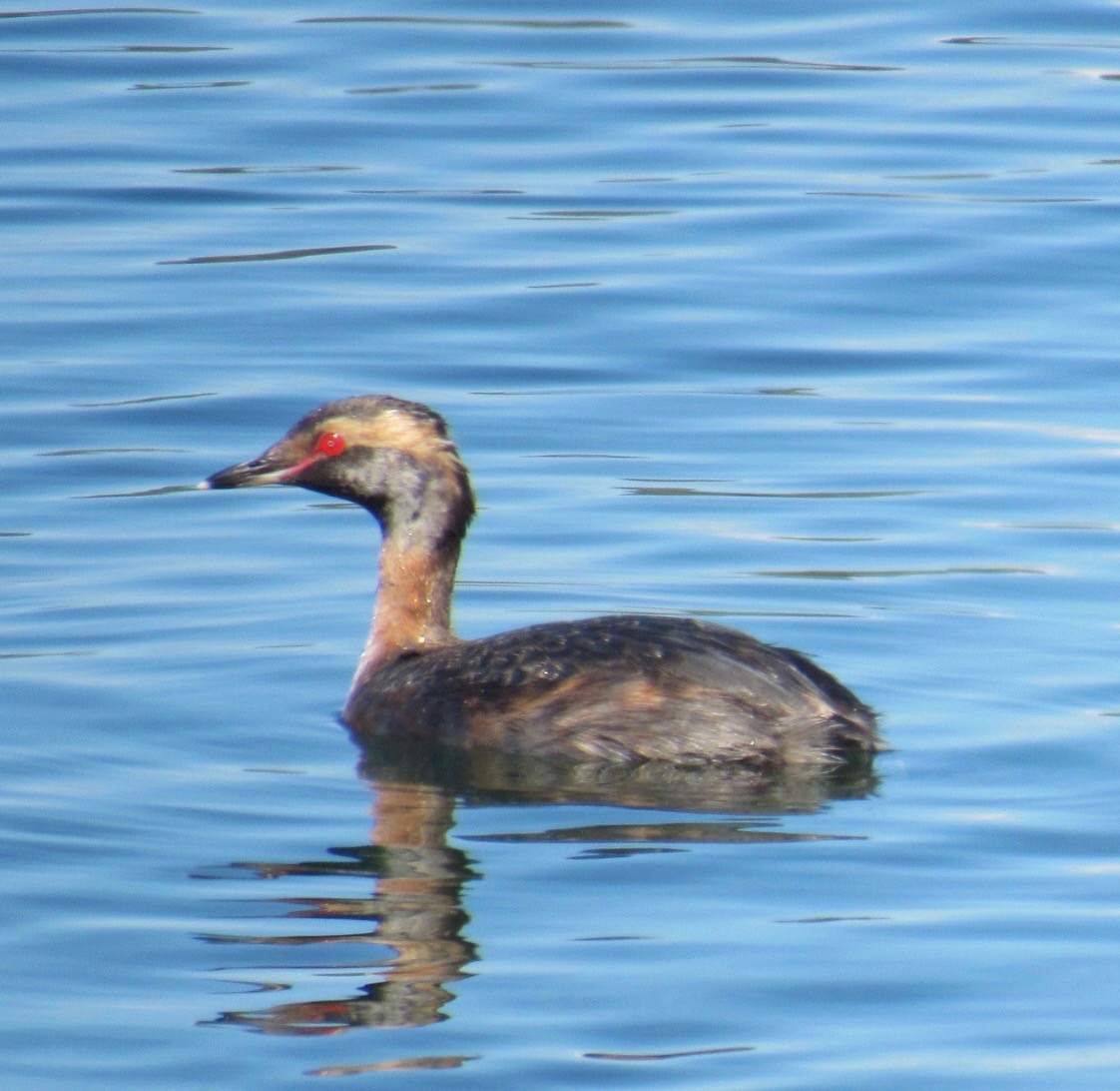 Horned Grebe - ML641255772