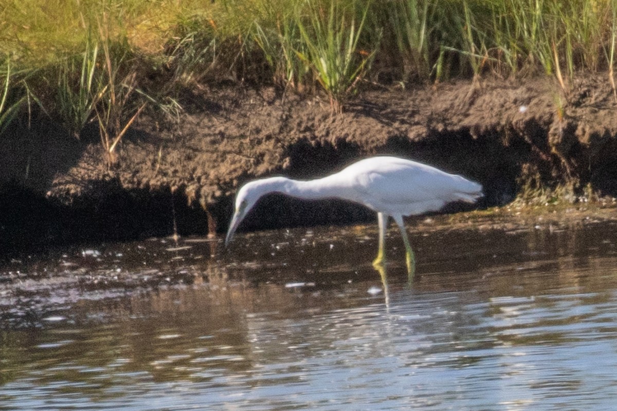 Little Blue Heron - ML641255779
