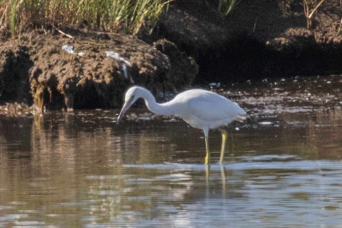 Little Blue Heron - ML641255782