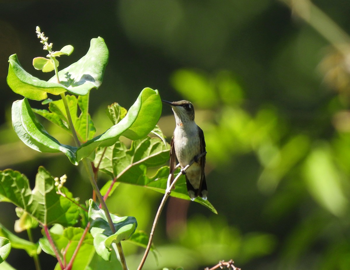 Ruby-throated Hummingbird - ML641255814