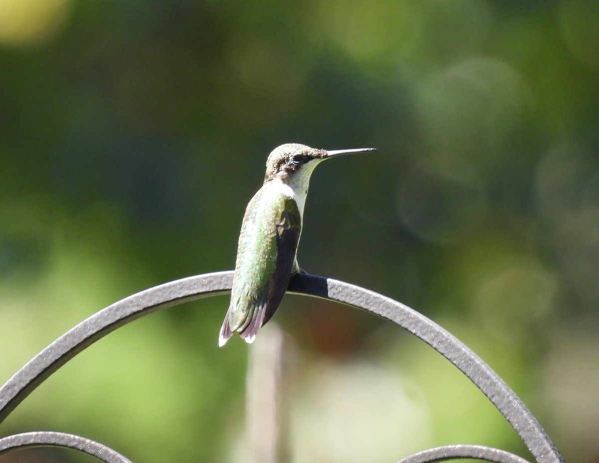 Ruby-throated Hummingbird - ML641255826