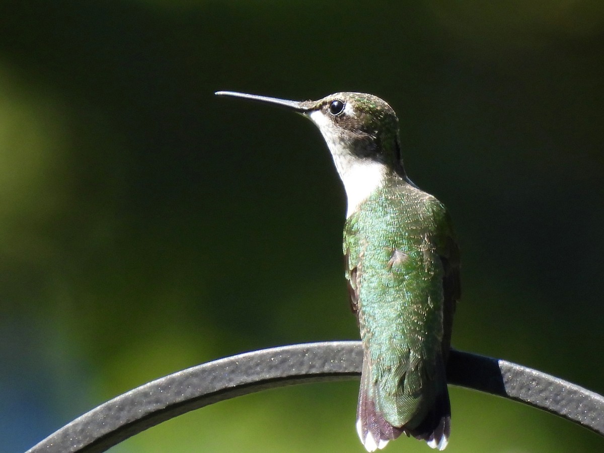Ruby-throated Hummingbird - ML641255840