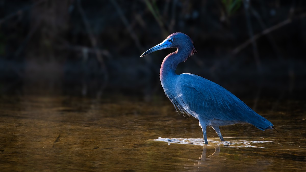 Little Blue Heron - ML641255841
