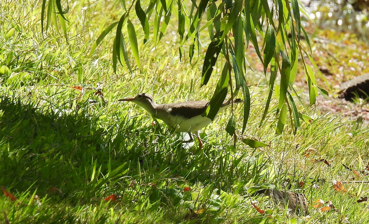 Spotted Sandpiper - ML641255849