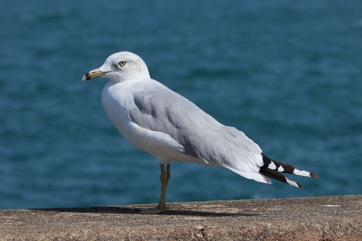 Ring-billed Gull - ML641255852