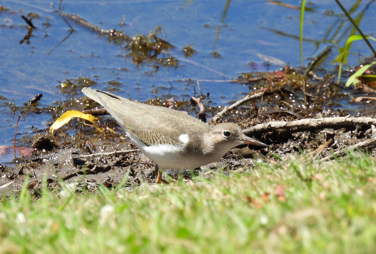Spotted Sandpiper - ML641255853